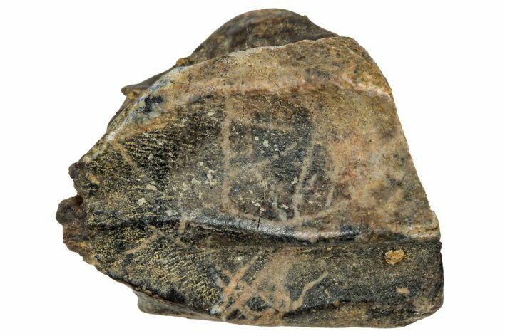 Fossil Triceratops Shed Tooth - Montana #350715